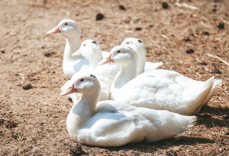 Птичи грип е установен в обект за отглеждане и угояване на