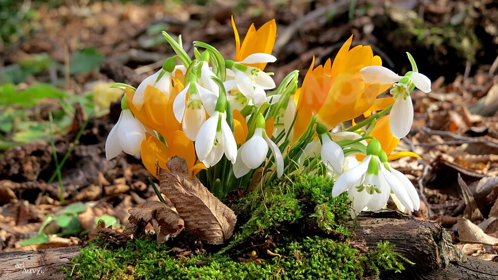 Януари е поредният най топъл месец от 1850 г като данни