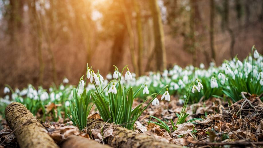 През нощта над западната половина от страната ще преобладава ясно