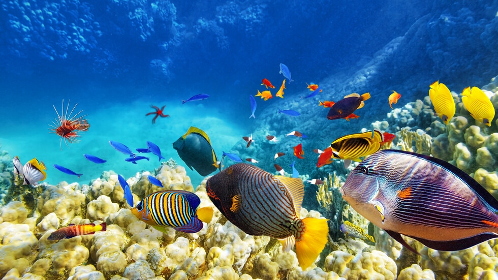 Теглото на рибите намалява заради глобалното затопляне съобщи MSN позовавайки