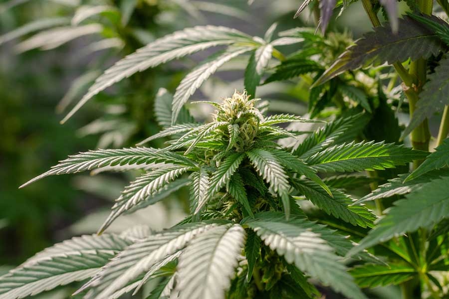 Дясната опозиция в Германия осъди плановете за легализиране на канабиса