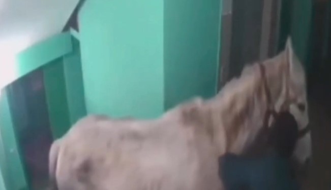 Пиян руснак подари на съпругата си кон за 8 март