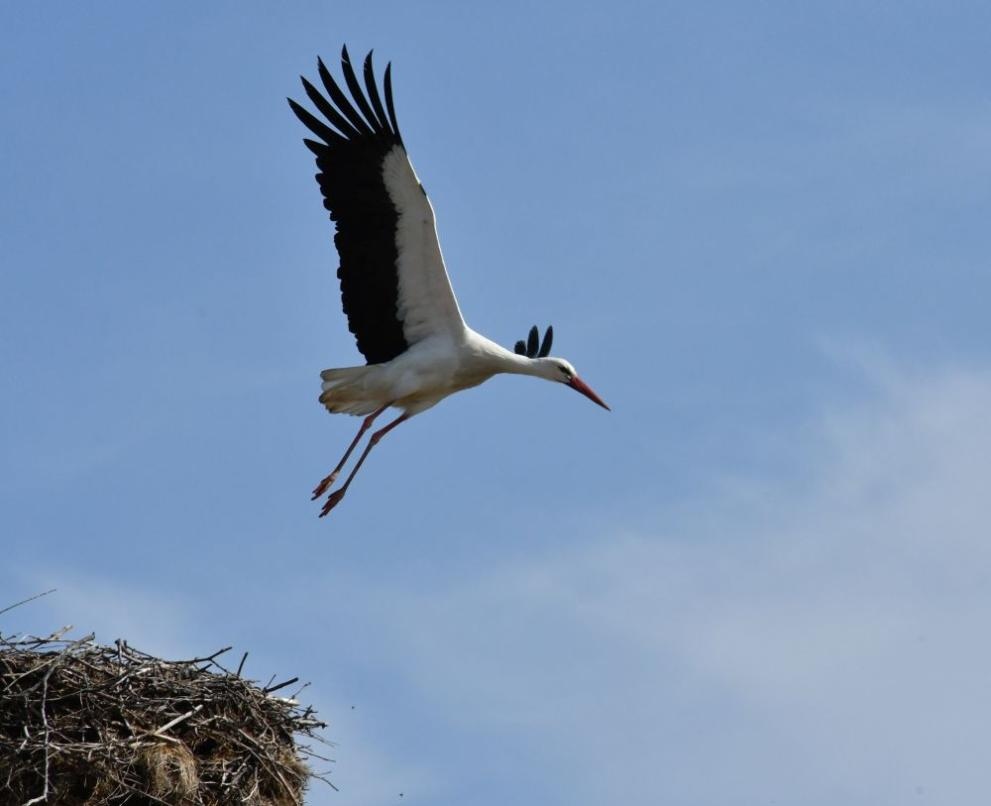 Щъркелите са едни от най известните мигриращи птици в света Те