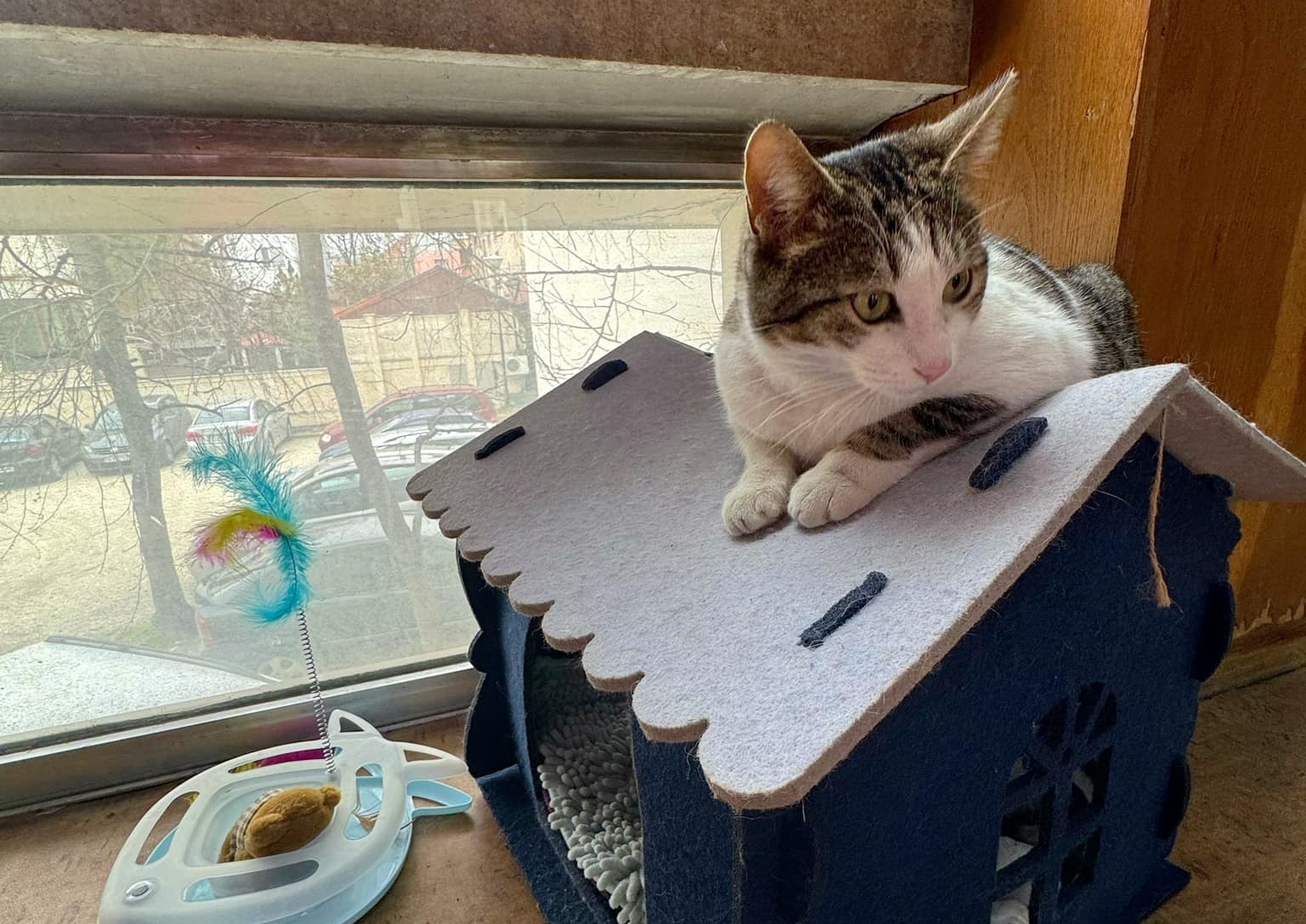 Котаракът Гого остава в пловдивската народна библиотека Иван Вазов и