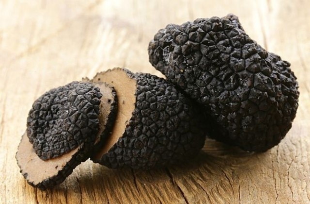 Сезонът за събирането на трюфели почти започна На този фон