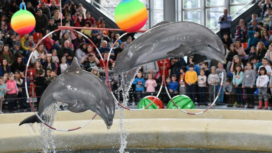 Делфинариум Варна организира безплатни представления за децата Ваканция с