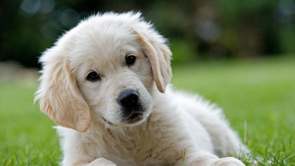 Кучетата могат да различат своята топка от плюшената си играчка