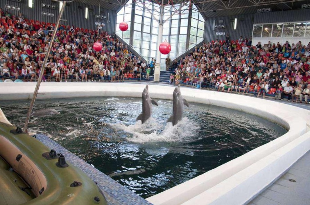 Делфинариум Варна организира безплатни представления за децата Ваканция с