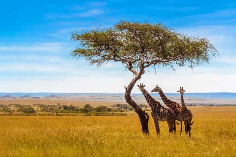 Големите хотелски вериги сред които Marriott International Inc и Hilton