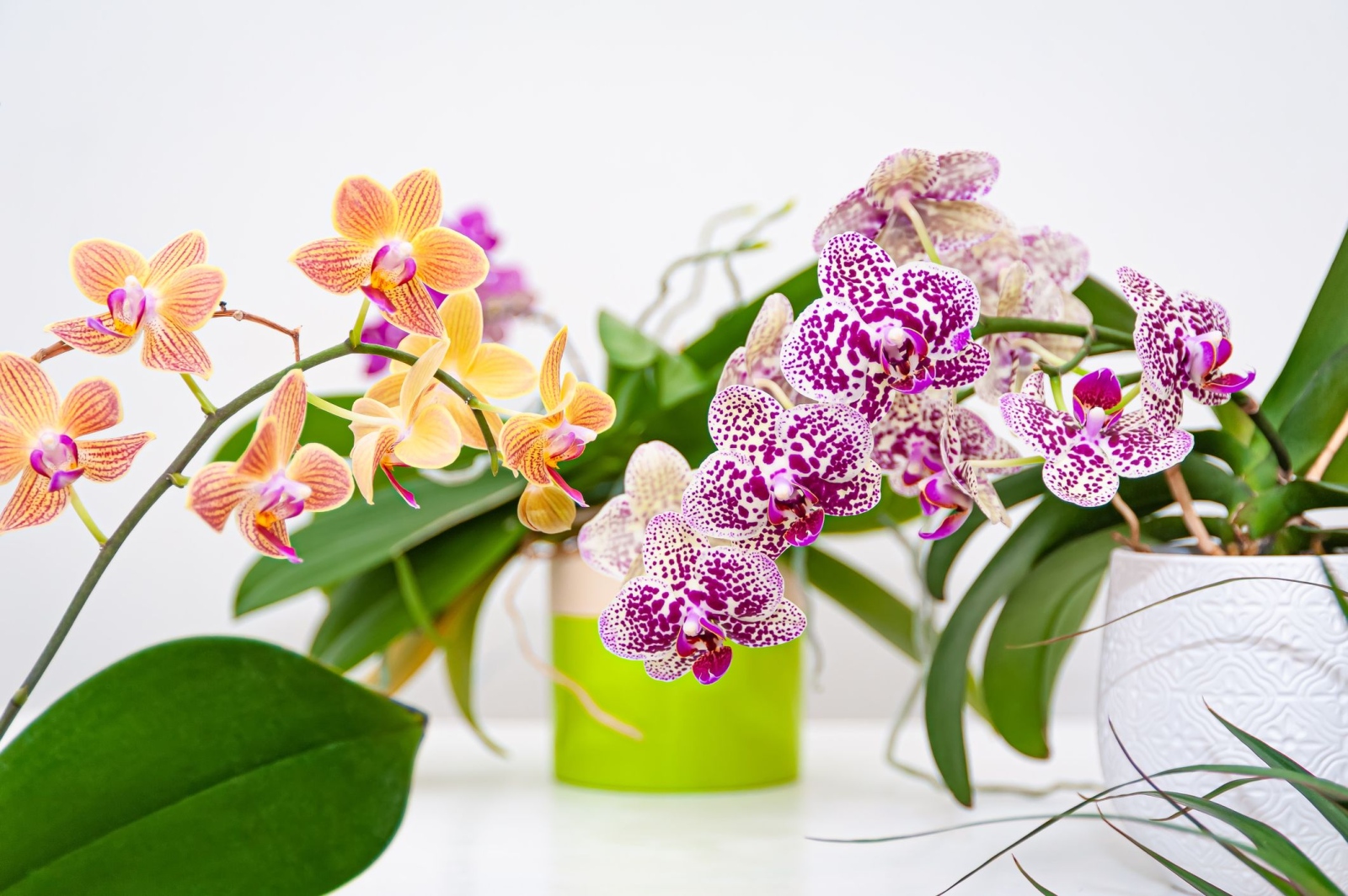 Орхидеите са едни от най красивите цветя които можем да