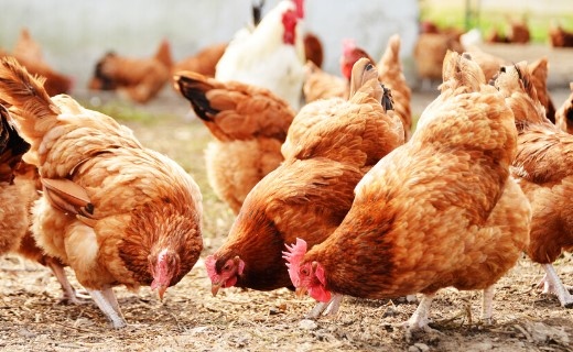 Българската агенция по безопасност на храните обяви огнище на Инфлуенца