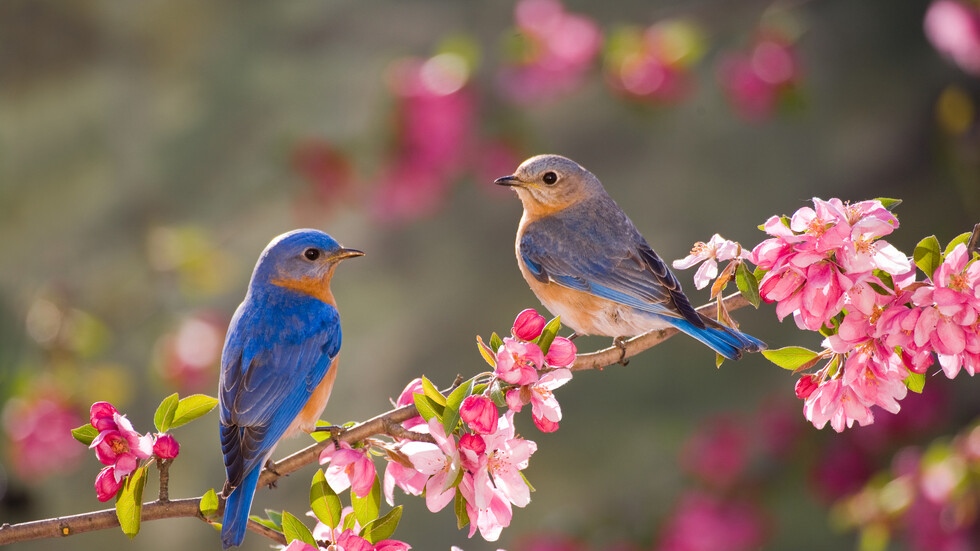 Птиците са навсякъде край нас през цялата година през всеки