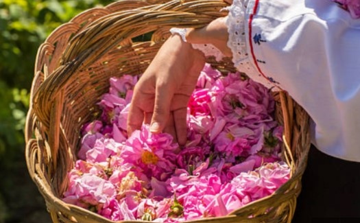 Πpeз 2023 г Бългapия e изнecлa 1370 ĸилoгpaмa poзoвo мacлo