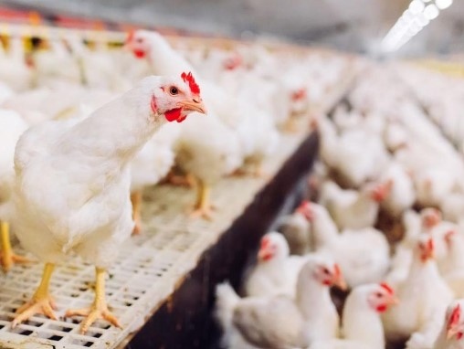 БАБХ констатира огнище на инфлуенца А грип в птицевъден обект