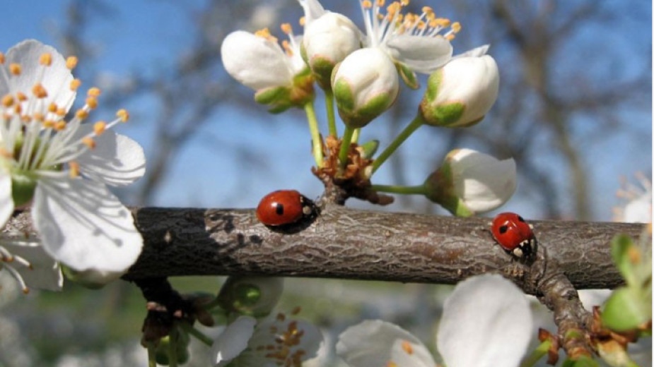 Денят ще започне слънчево но следобед от запад облачността ще
