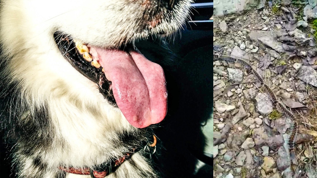 За тежки алергични реакции при хора и кучета след разходка