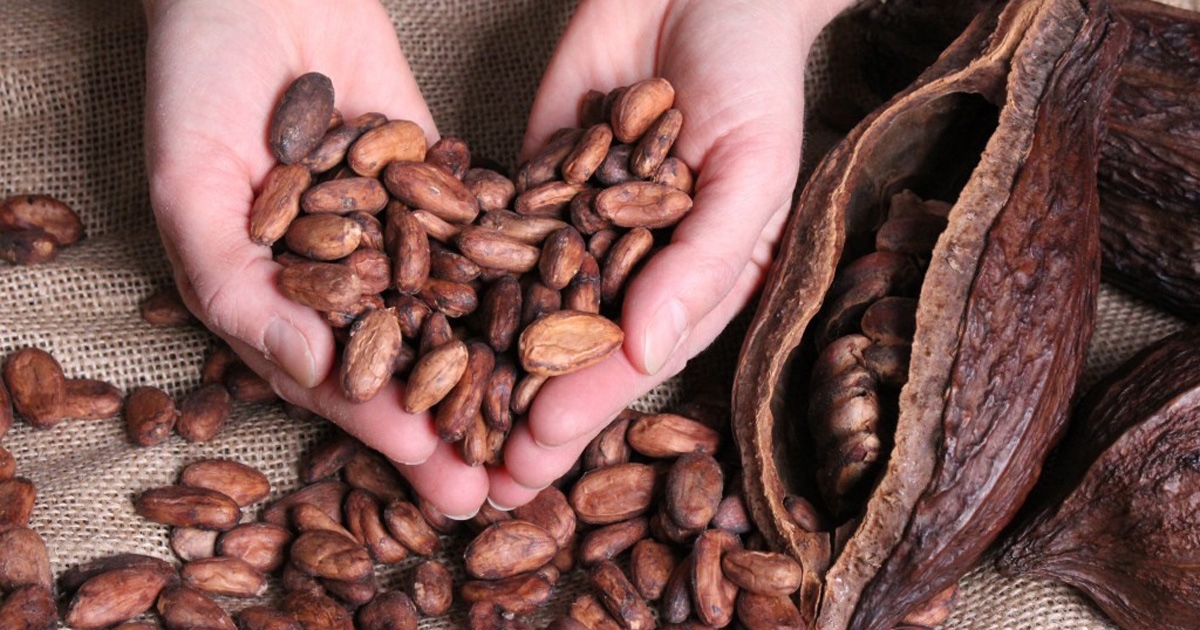 Цената на какаовите зърна на световните борси за пръв път