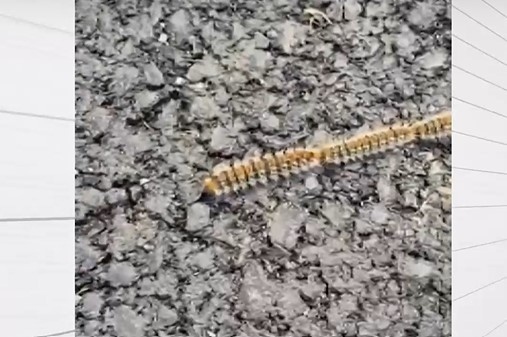 Сигнал за нашествие на опасни гъсеници у нас Насекомото борова