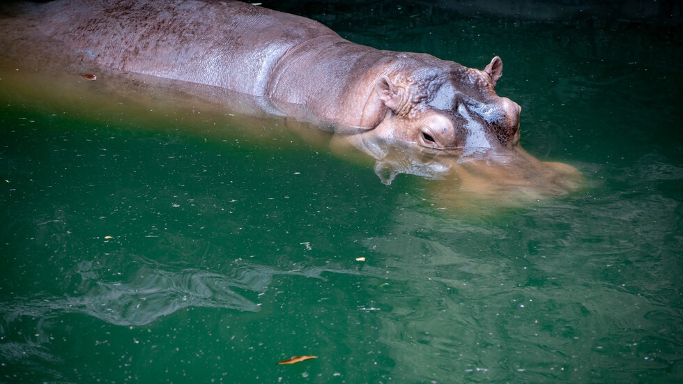 Снимка: 12 години смятали женски хипопотам в зоопарка в Осака за мъжки