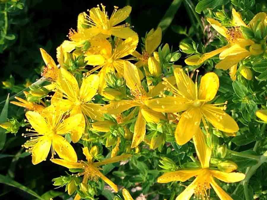 Жълтият кантарион Hypericum perforatum е сред най тачените билки в България