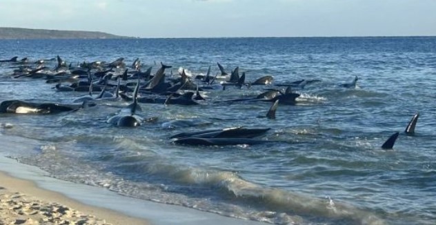 Снимка: Спасиха 130 кита, заседнали на плажа в Западна Австралия