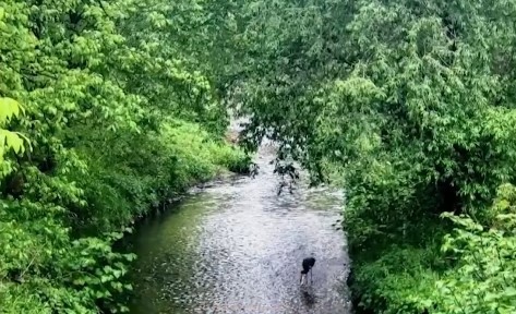 Черен щъркел се появи в столичния квартал Обеля Жителите го