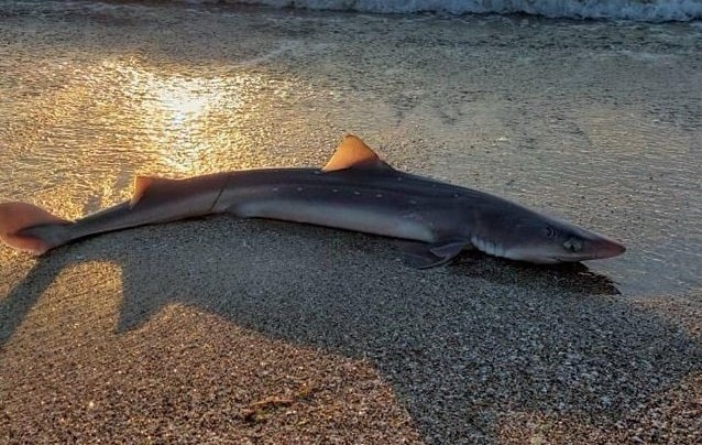 Малка черноморска акула се появи на бургаския плаж Морският обитател