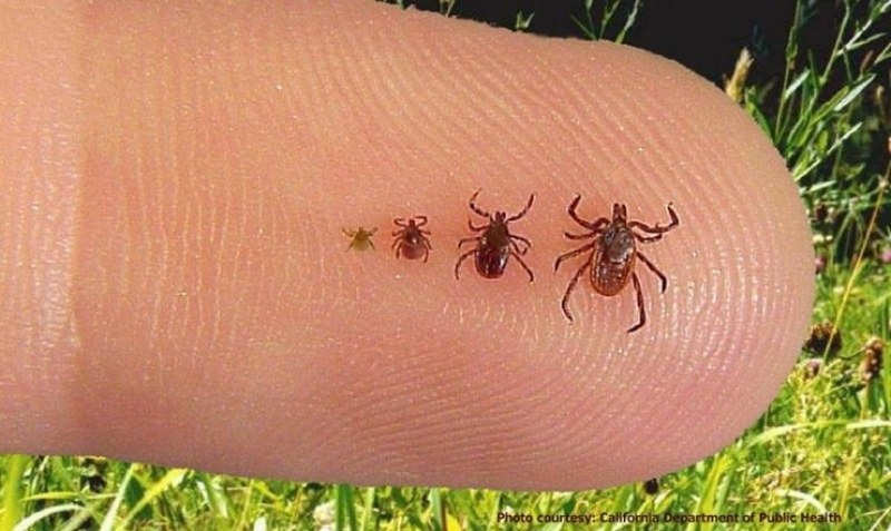 Избягвайте ходенето по тревата репелентите са много полезни Пръскайте дрехите