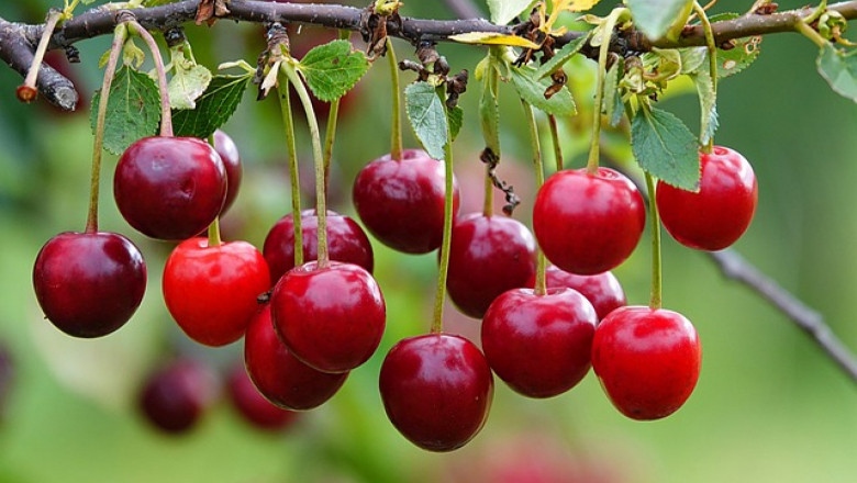 Ако една от основните теми за Великден е откъде да