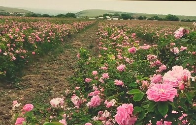 Тазгодишната кампания по прибирането на розов цвят изправя българските производители
