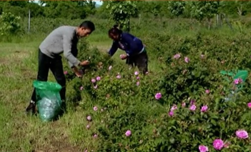 Розоберът тази година подрани и започна още в първите дни