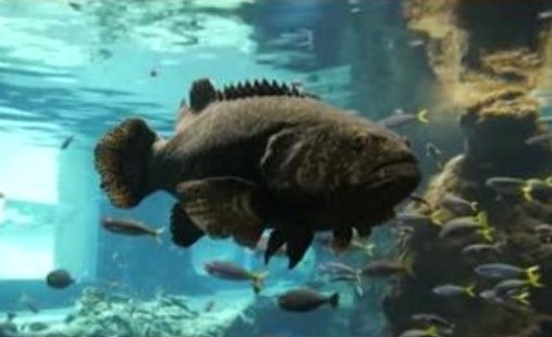 Опасен хищник се размноважа във водите на Черно Море –