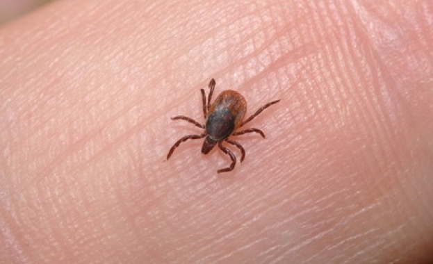 За 2 седмици близо 100 души са ухапани от кърлежи