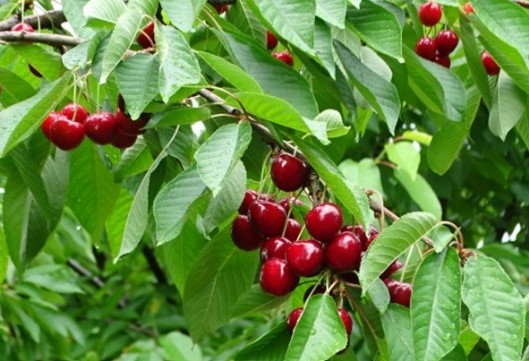 В Кюстендилско където започва кампанията по прибирането на плодовете стартира