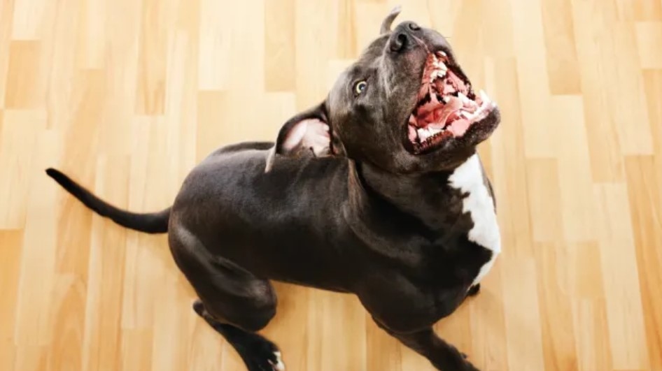 35 годишна жена е починала след като кучето ѝ порода питбул