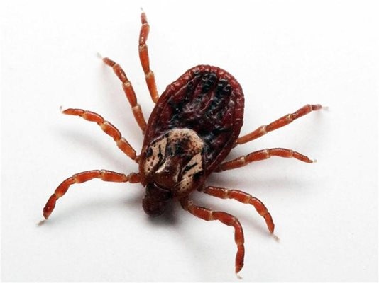 Националният център за заразни и паразитни болести НЦЗПБ повече няма