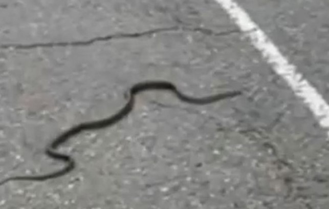 С началото на летните горещини се появиха немалко сигнали за