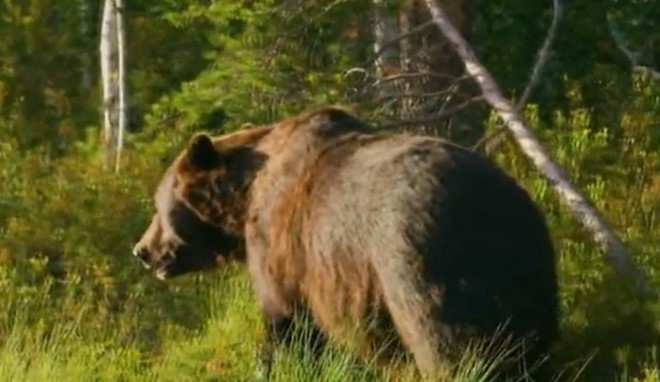 Мечка беше забелязана в столичния квартал Бояна Животното слязло от