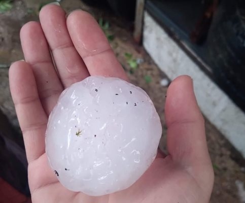 Такова чудо не е имало никога на дърветата са останали
