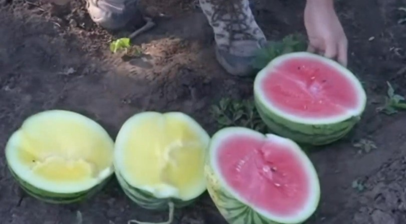 Сезонът на дините ще подрани тази година Това сочат агропрогнозите Новата