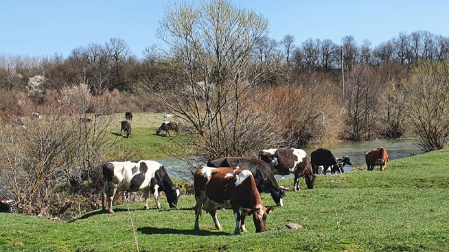 Рязък скок в производството на имитиращи млечни продукти у нас