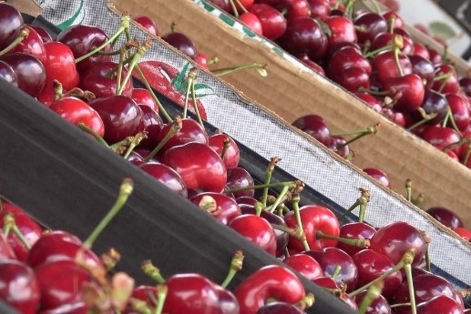 В Кюстендил днес е големият и дълго чакан Празник на черешата Стотици туристи