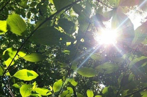 Днес ще бъде слънчево около и след обяд горещо