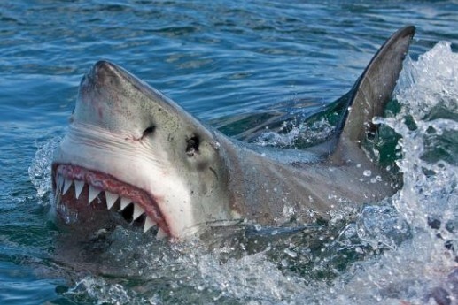 Мъж от Флорида е в болница в критично състояние след