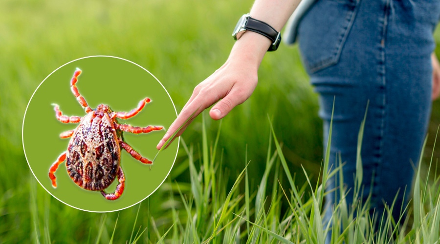 Всеки десети кръвен тест за лаймска болест е с положителен