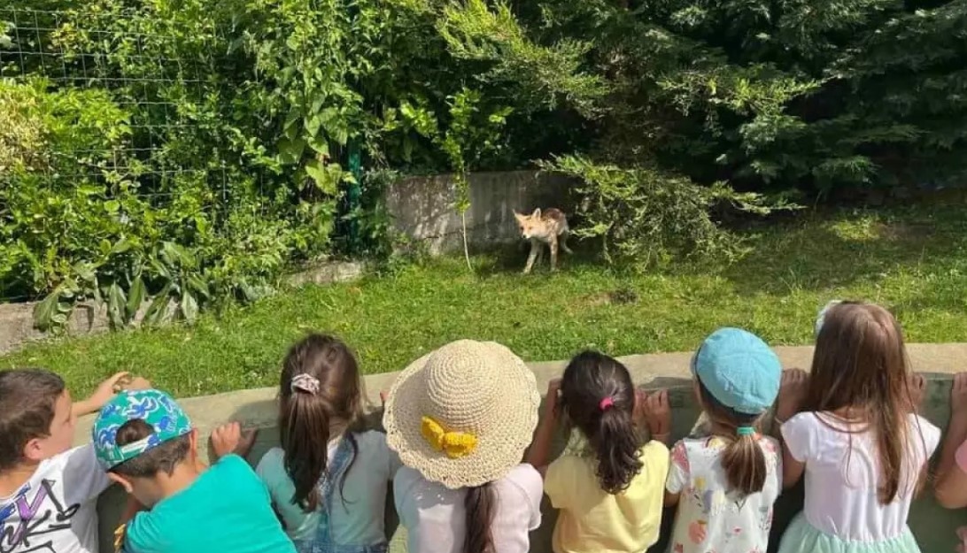 Лисица и малките ѝ намериха подслон в двора на детска