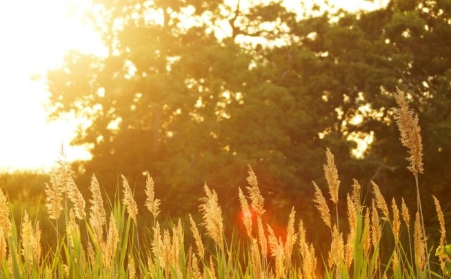 Днес ще бъде слънчево около и след обяд горещо