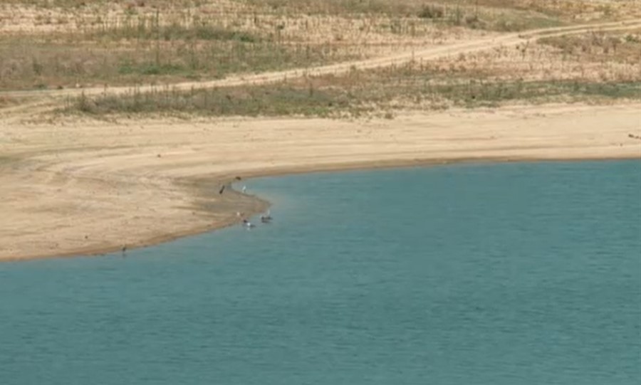 Масово измиране на рибата в язовир Пясъчник край Пловдив Според