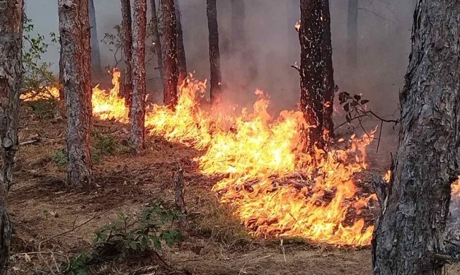 Пожарът в Гърция отново се разгоря Пламъците са достигнали до
