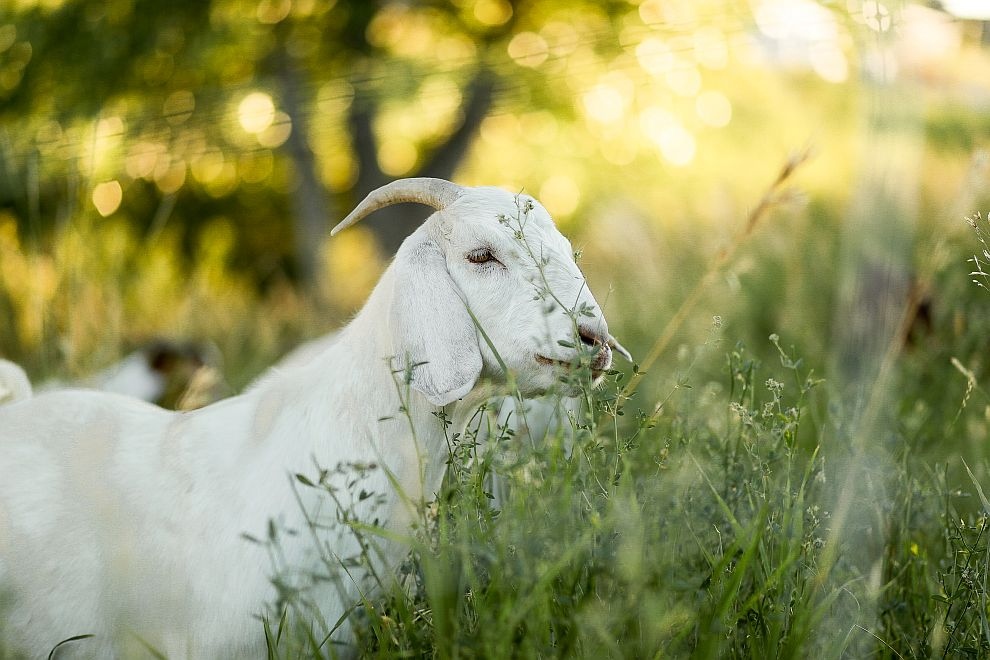 Хърватия временно спря издаването на разрешителни за внос на овце